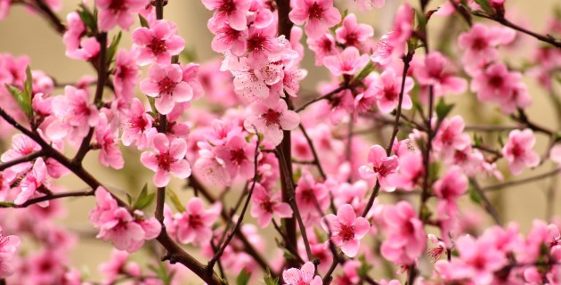 Abril Abril