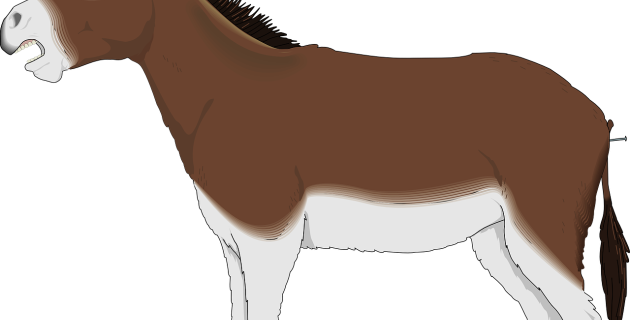 vozes de burro não chegam ao céu vozes de burro não chegam ao céu