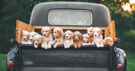 os cães ladram e a caravana passa