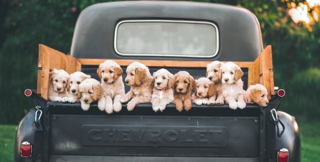 os cães ladram e a caravana passa